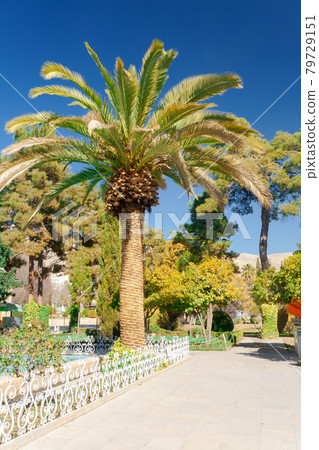 The palm trees in botanical garden, Shiraz, Central Iran. The garden was modified, restored or stylistically changed for over 150 years. The palm trees in botanical garden, Shiraz, Central Iran. The garden was modified, restored or stylistically changed for over 150 years. 79729151