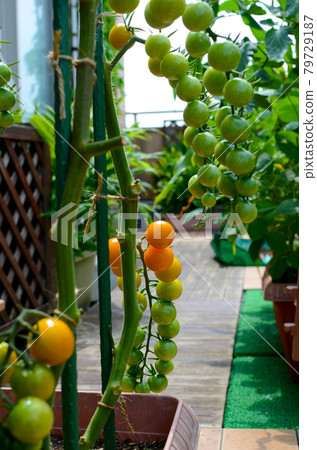 Home garden orange tin mini tomatoes with beautiful gradation 79729187