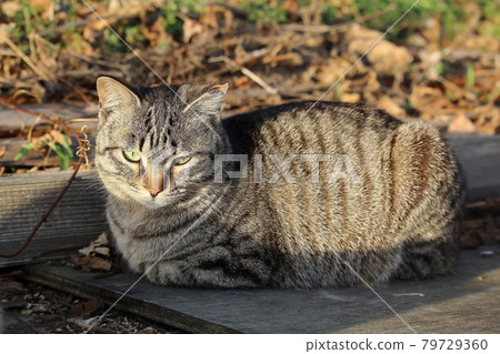 Setouchi Island Cat Setouchi Island Cat 79729360
