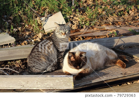 Setouchi Island Cat 79729363