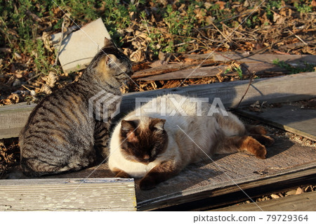 Setouchi Island Cat Setouchi Island Cat 79729364
