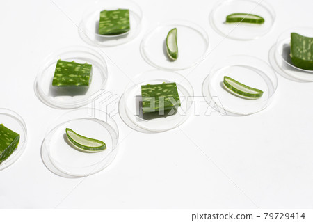 Aloe vera slices in petri dishes on white background. Aloe vera slices in petri dishes on white background. 79729414