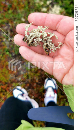 Reindeer lichen in palm 79729754
