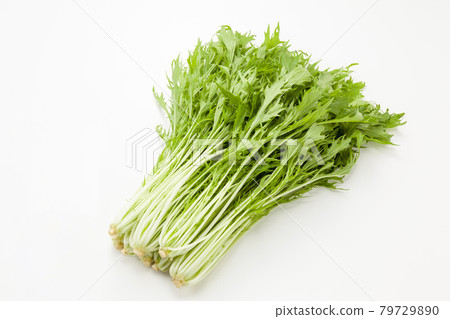 水菜 79729890