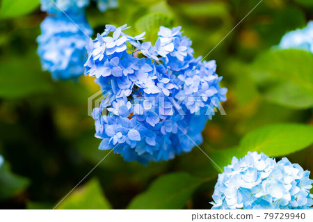 [Rainy season material] Hydrangea flowers [Nagano Prefecture] 79729940