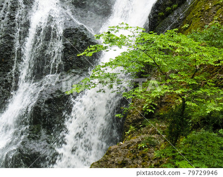 日本三大名瀑 袋田瀑布（茨城縣久治郡大悟町袋田） 初夏 79729946