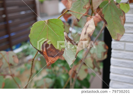 枯萎的馬爾巴諾基葉 79730201