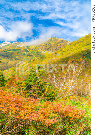 Autumn Tsugaike Natural Garden [Nagano Prefecture] 79730263