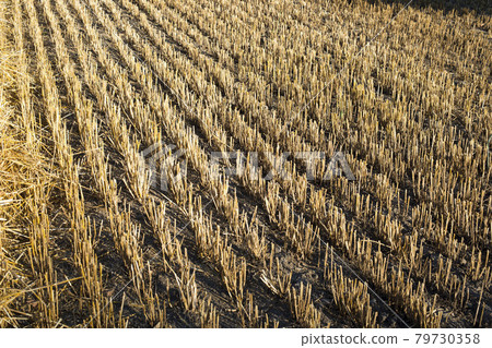 cropped field cropped field 79730358