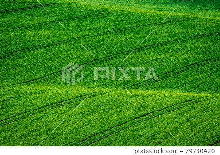 Green grass field background Green grass field background 79730420