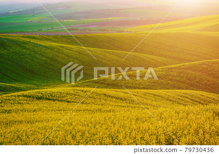 Rapeseed yellow green field in spring Rapeseed yellow green field in spring 79730436