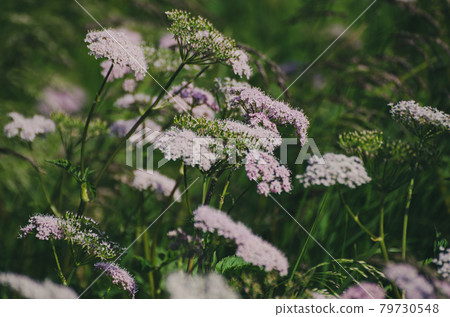 Spring white flowers Spring white flowers 79730548