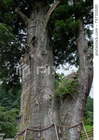Tsukasa's cedar Tsukasa's cedar 79730880