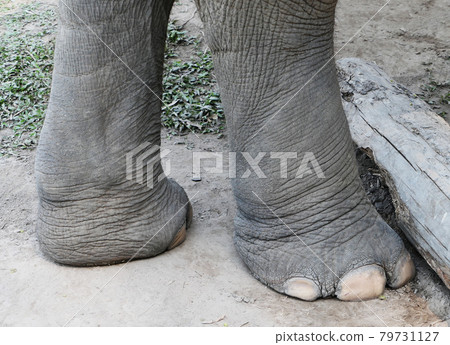 Big elephant legs Big elephant legs 79731127