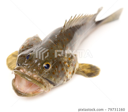 Grouper on white 79731160