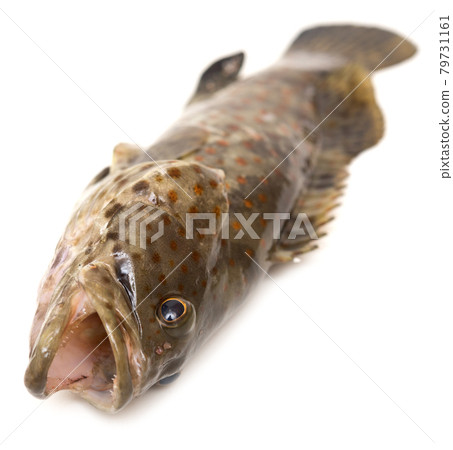 Grouper on white 79731161