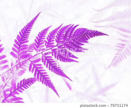 A type of fern leaf that opens horizontally 2 / Gradation reversal Magenta A type of fern leaf that opens horizontally 2 / Gradation reversal Magenta 79731174