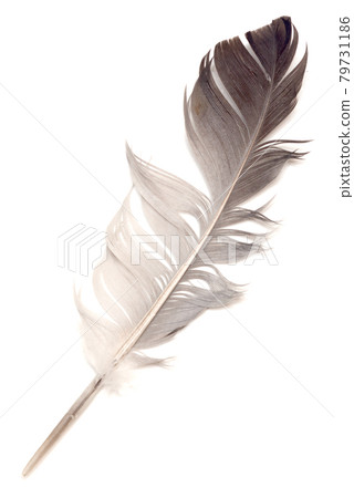 Feather on white Feather on white 79731186