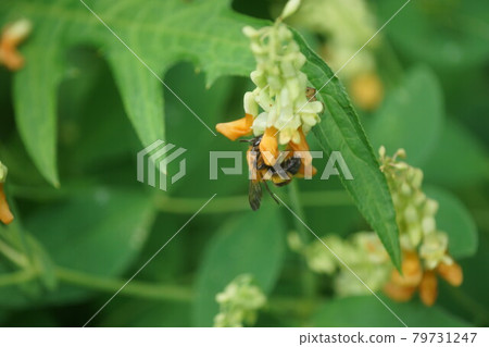 A tiger bumblebee sucking the honey of a weeping cowpea 79731247