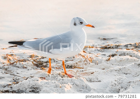 Seabird seagull close-up walks on the beach sand by the sea 79731281