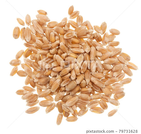 Wheat grain 79731628