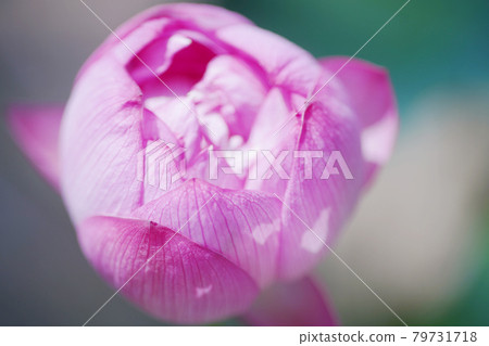 蓮花老鏡頭 79731718