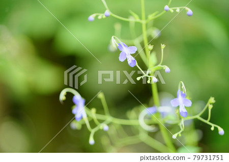 Caliphone花 79731751