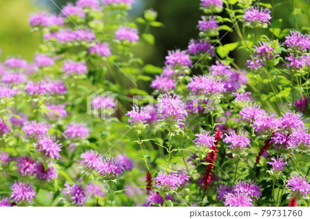 Wild bergamot flowers 79731760