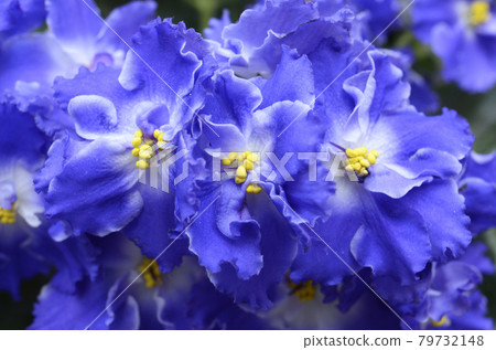 Close-up of blue violets blossom Close-up of blue violets blossom 79732148
