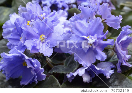Close-up of blue violets blossom 79732149