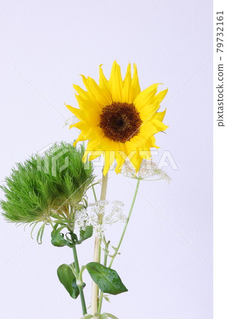 向日葵和淡馬略蘇 79732161