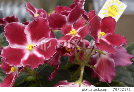 Close-up of red violets blossom Close-up of red violets blossom 79732171