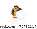 ugly chick by the egg 79732215