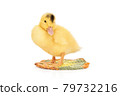 portrait of duckling on a knitted rug 79732216