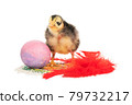 ugly chick, egg and feather 79732217