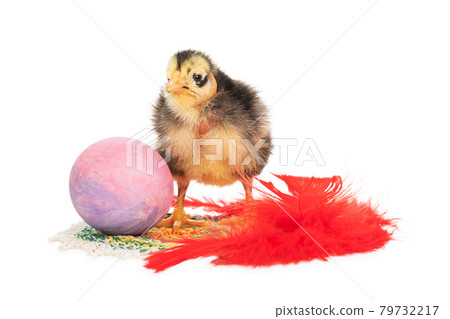 ugly chick, egg and feather 79732217