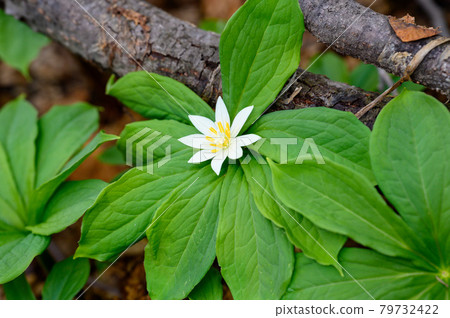 Quinogassau 79732422