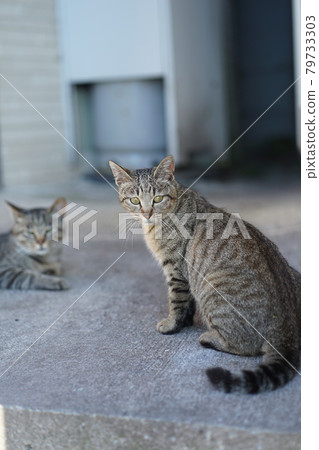 A stray cat that looks just like a parent and child living in Hakodate A stray cat that looks just like a parent and child living in Hakodate 79733303