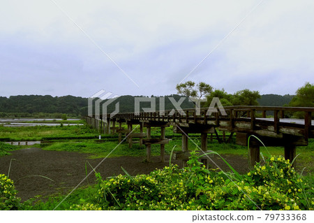 Scenery of Noazuki blooming against a wooden bridge [Horai Bridge] / Hamamatsu City, Shizuoka Prefecture 79733368