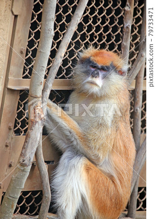 Patasmonki Patasmonki 79733471