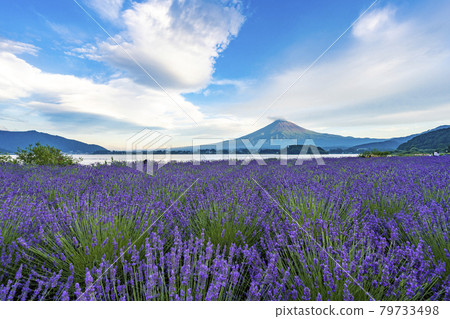 富士山和薰衣草大石公園 富士山和薰衣草大石公園 79733498