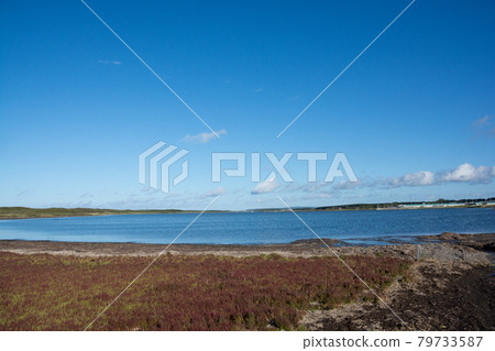 Red coral grass 79733587