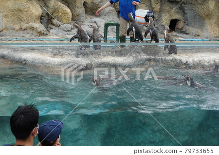 下關水族館洪堡企鵝進餐時間秀 下關水族館洪堡企鵝進餐時間秀 79733655
