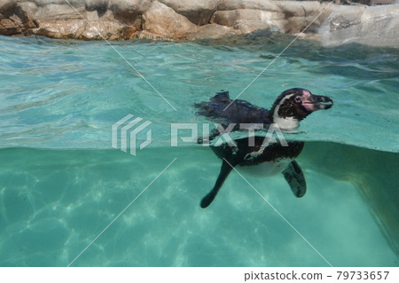 Shimonoseki Aquarium Humboldt Penguins Outdoor Breeding / Exhibition Shimonoseki Aquarium Humboldt Penguins Outdoor Breeding / Exhibition 79733657