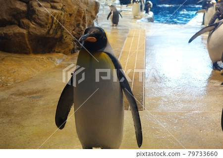 Shimonoseki Aquarium Emperor Penguin Shimonoseki Aquarium Emperor Penguin 79733660