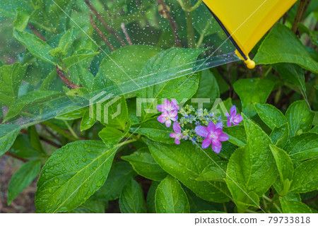 兒童傘上的繡球花 79733818