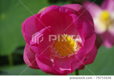 Two thousand years Lotus Two thousand years Lotus 79733836