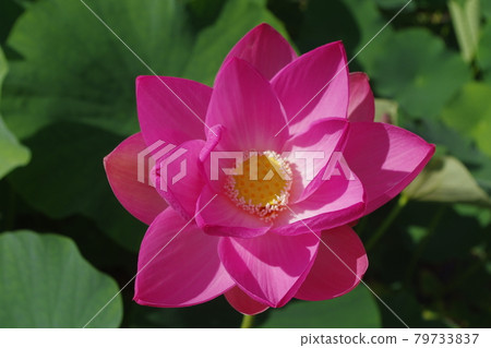 Two thousand years Lotus 79733837