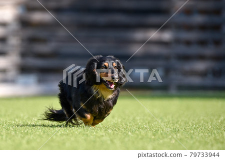 Miniature dachshund playing in a dog run Miniature dachshund playing in a dog run 79733944