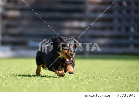 Miniature dachshund playing in a dog run 79733945